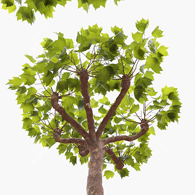 London Planetree Canopy - 4.30m & 4.35m Heights 3D model image 4