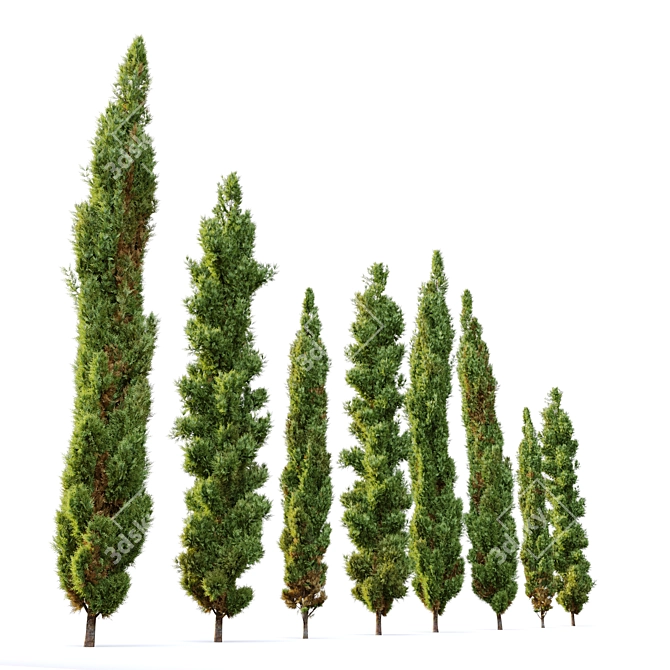 Mediterranean Cypress: 3 Height Options 3D model image 3