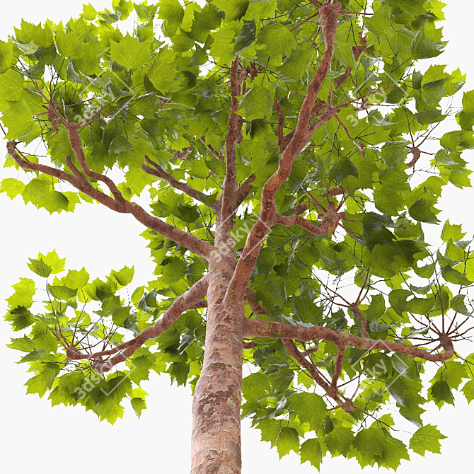 Tall Pruned Planetree, 9.6m 3D model image 3