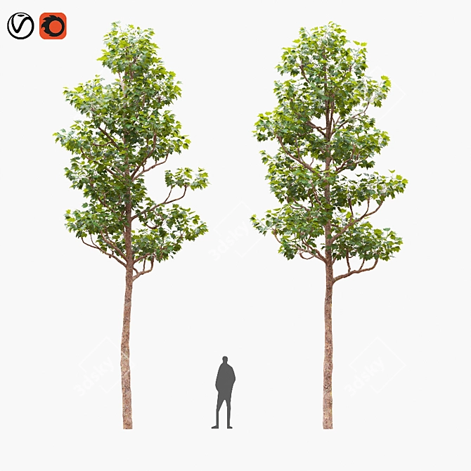 Trimmed Planetree, 10.3m Height 3D model image 1