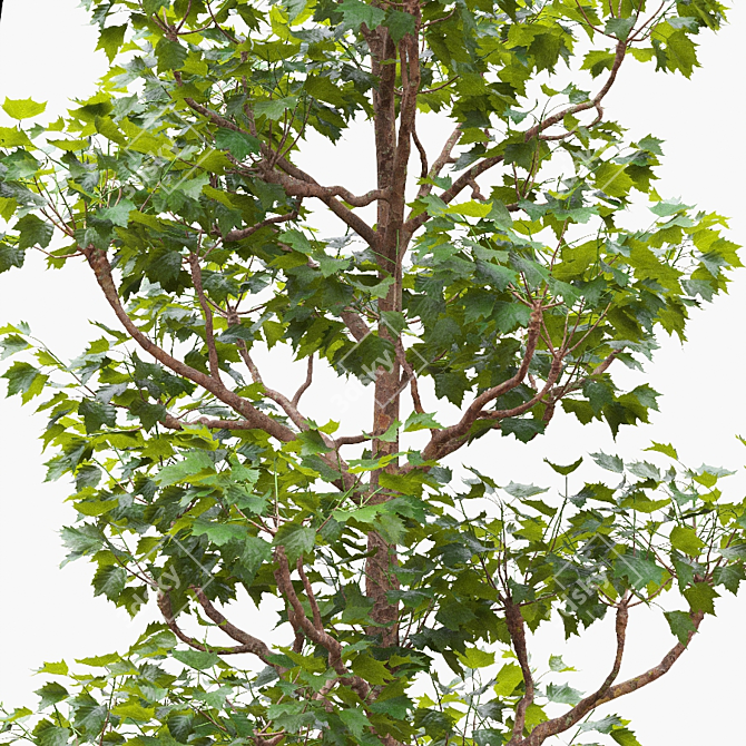 Trimmed Planetree, 10.3m Height 3D model image 2