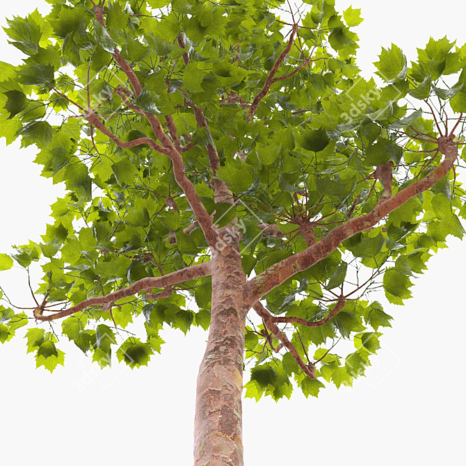 Trimmed Planetree, 10.3m Height 3D model image 3