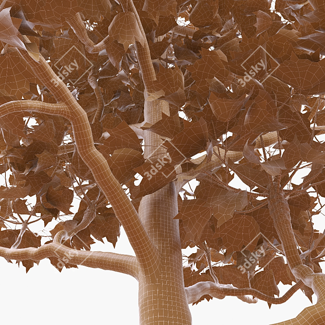 Trimmed Planetree, 10.3m Height 3D model image 4