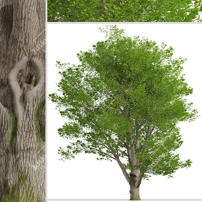 Tall Fraxinus Americana Tree 3D model image 3
