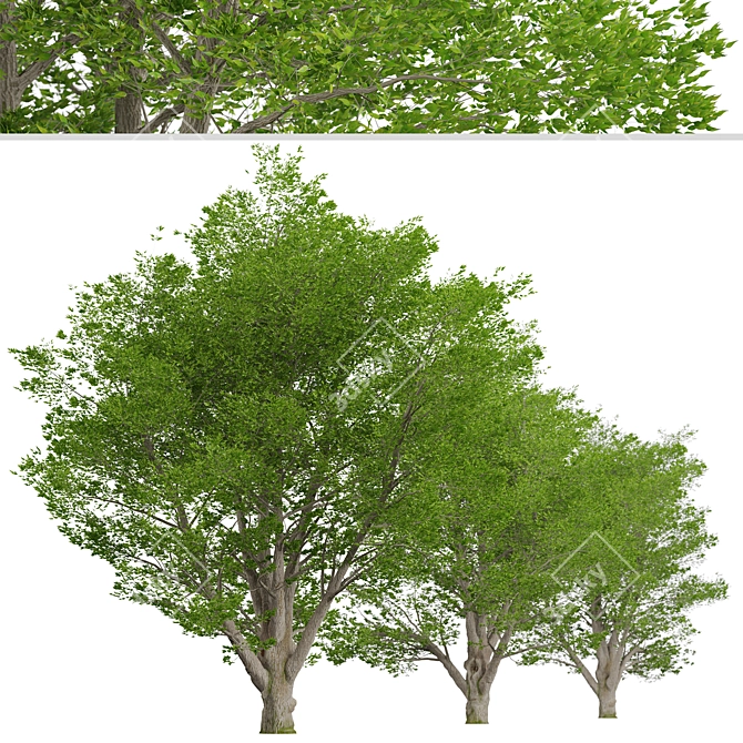 Tall Fraxinus Americana Tree 3D model image 4