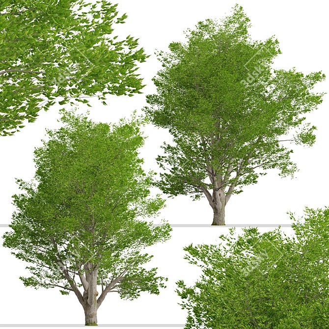 Tall Fraxinus Americana Tree 3D model image 5