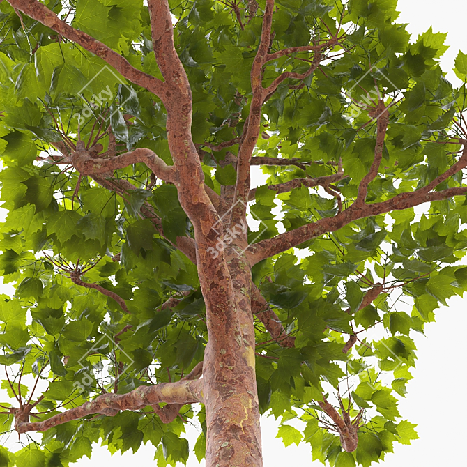 Pollarded London Plane 10.75m 3D model image 3