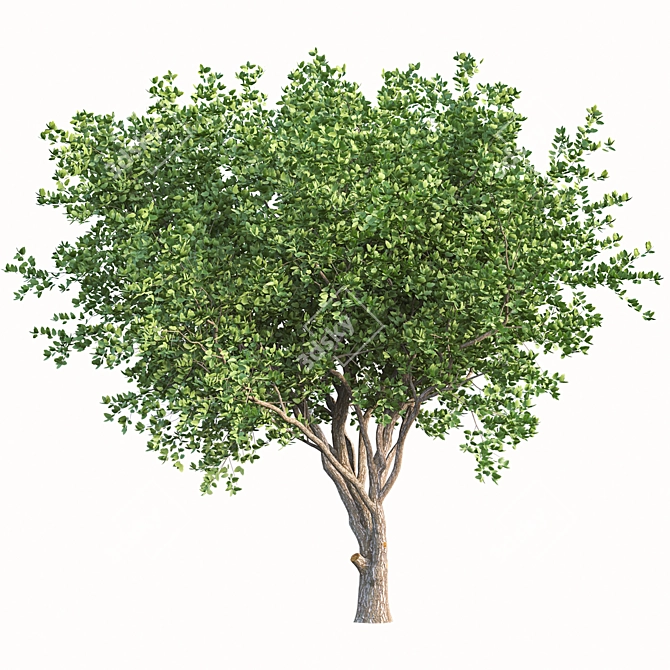 Camphor Tree Set with Tree Grill 3D model image 2