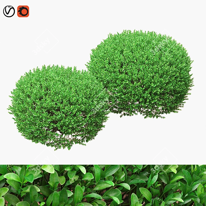 Large Boxwood Ball Bushes - Set of 2 3D model image 1