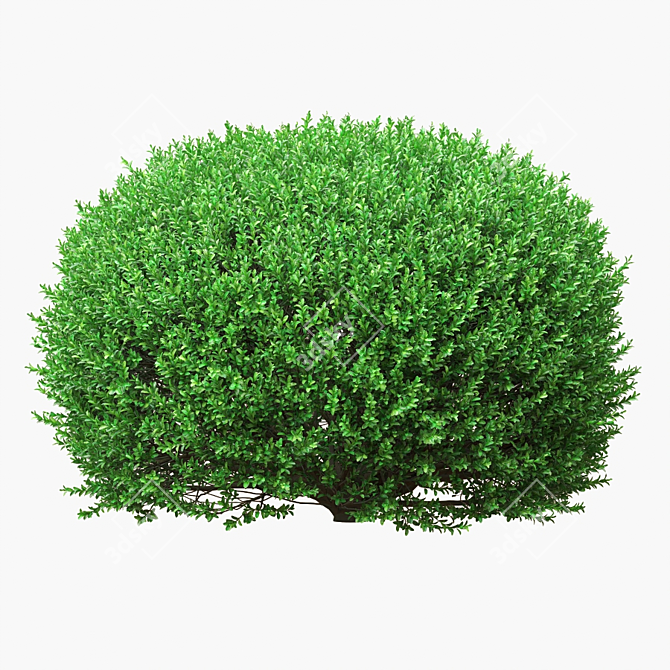 Large Boxwood Ball Bushes - Set of 2 3D model image 2