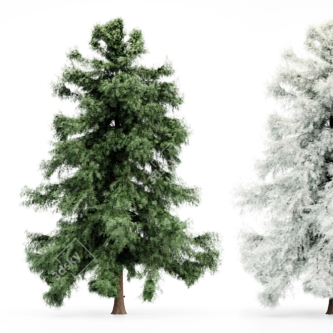 Alaska Cedar: From Spring to Winter 3D model image 1