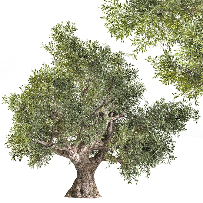  Elegant Olive Tree Sculpture 3D model image 1