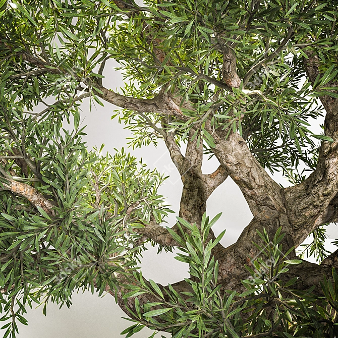  Elegant Olive Tree Sculpture 3D model image 2