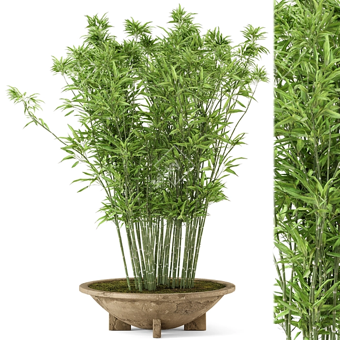 Rustic Bamboo Outdoor Plants - Set 56 3D model image 1