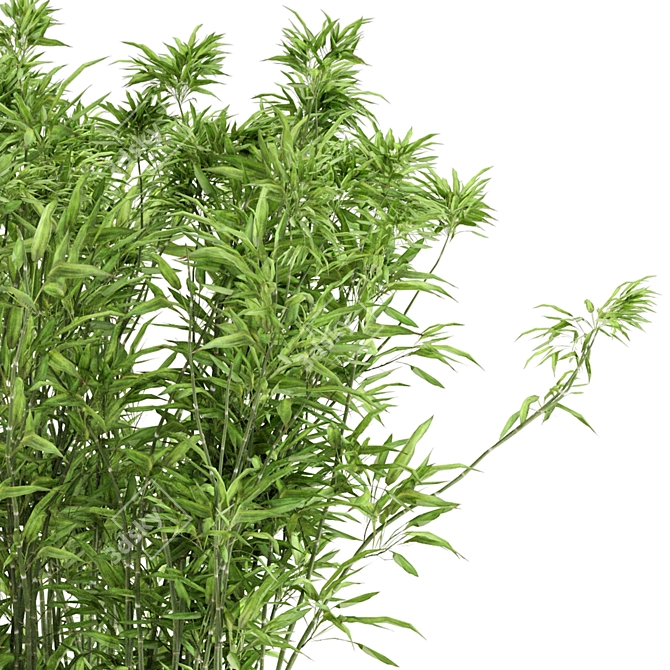 Rustic Bamboo Outdoor Plants - Set 56 3D model image 3