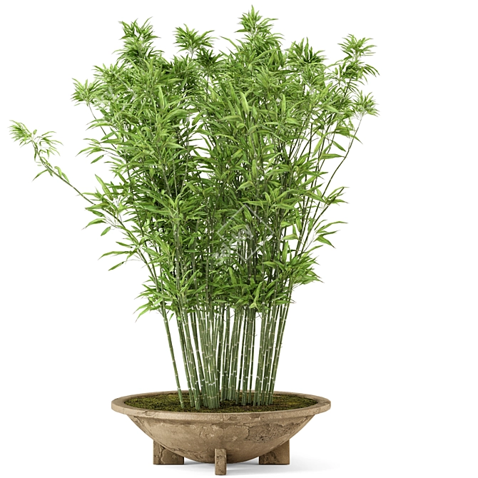 Rustic Bamboo Outdoor Plants - Set 56 3D model image 4