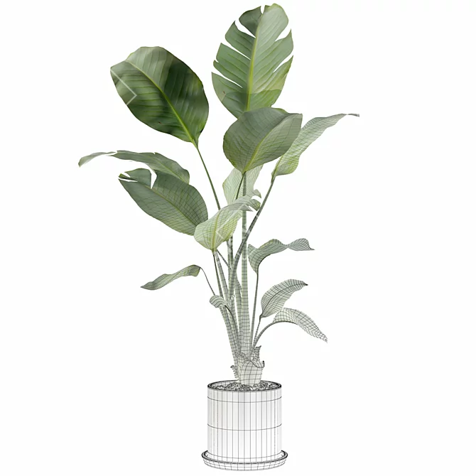  Exquisite Strelitzia Plants: 3D Model Collection 3D model image 2