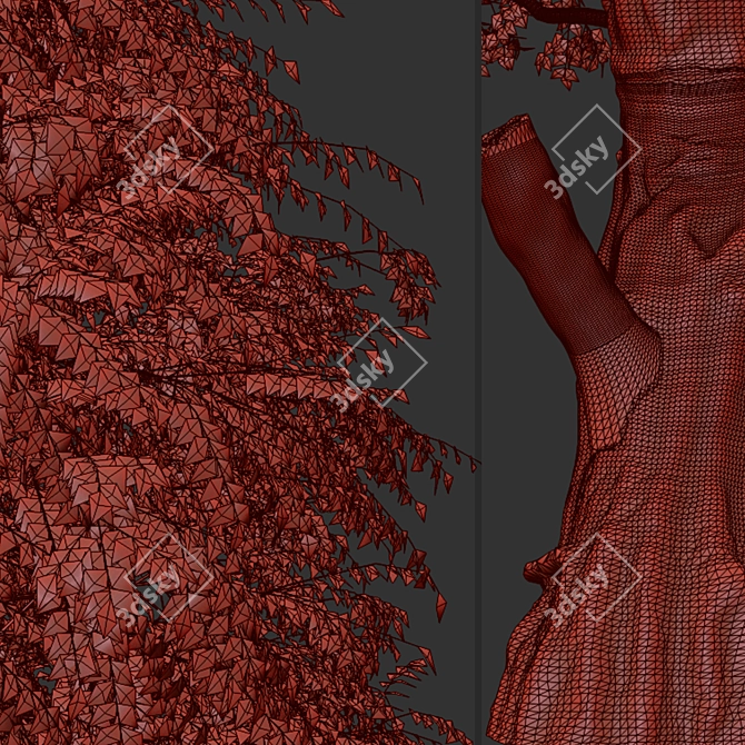 Fast-growing Chinese Elm Tree - Elegant and Versatile 3D model image 3