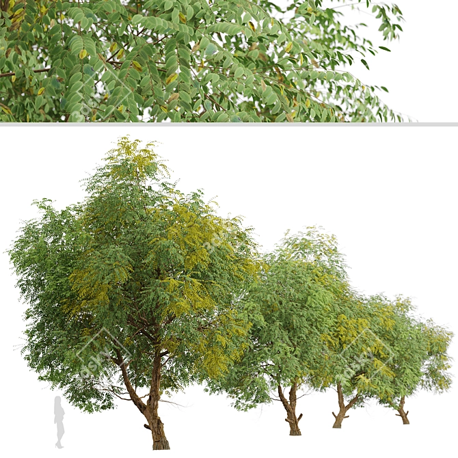 Fast-growing Chinese Elm Tree - Elegant and Versatile 3D model image 4