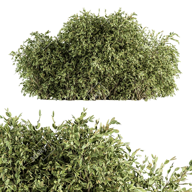 Lush Ficus Bush - Complete Set 3D model image 1
