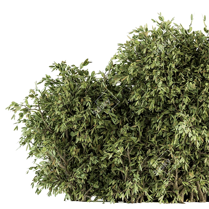 Lush Ficus Bush - Complete Set 3D model image 2