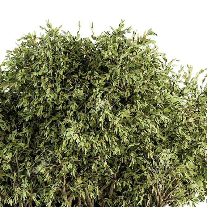 Lush Ficus Bush - Complete Set 3D model image 3