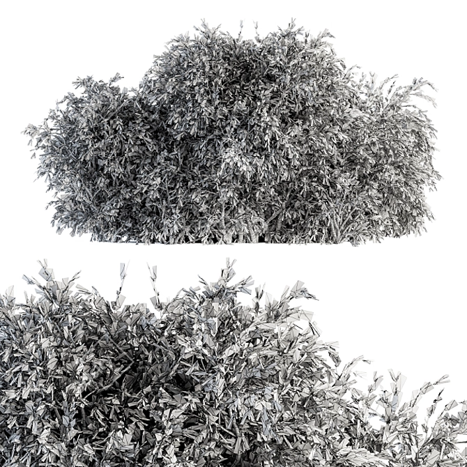 Lush Ficus Bush - Complete Set 3D model image 4