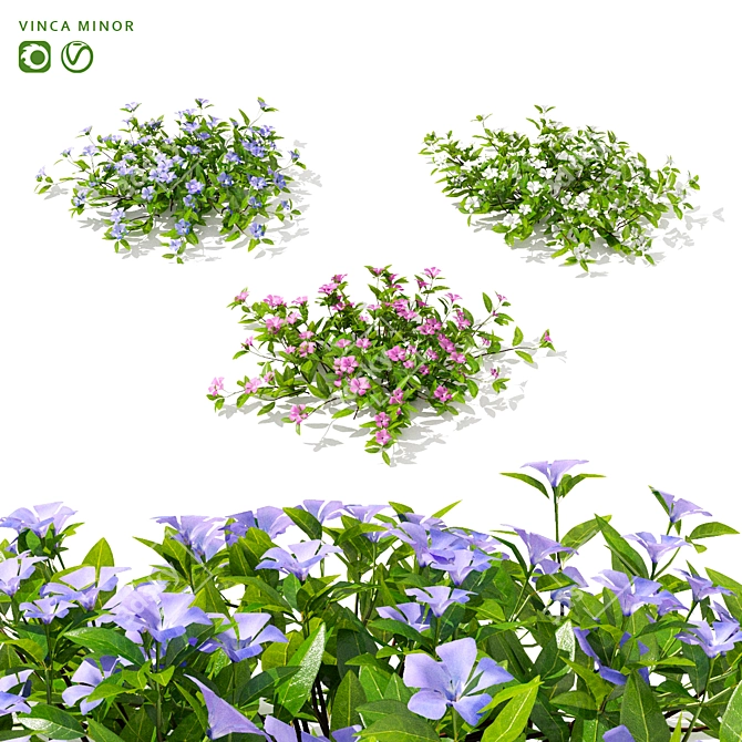 Compact Periwinkle Bushes | Vinca Minor 3D model image 1