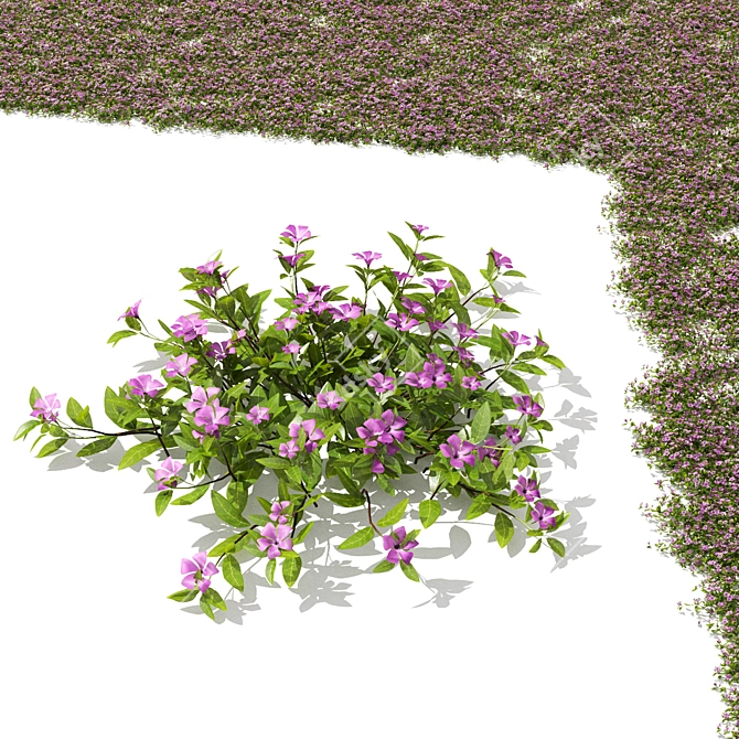 Compact Periwinkle Bushes | Vinca Minor 3D model image 2