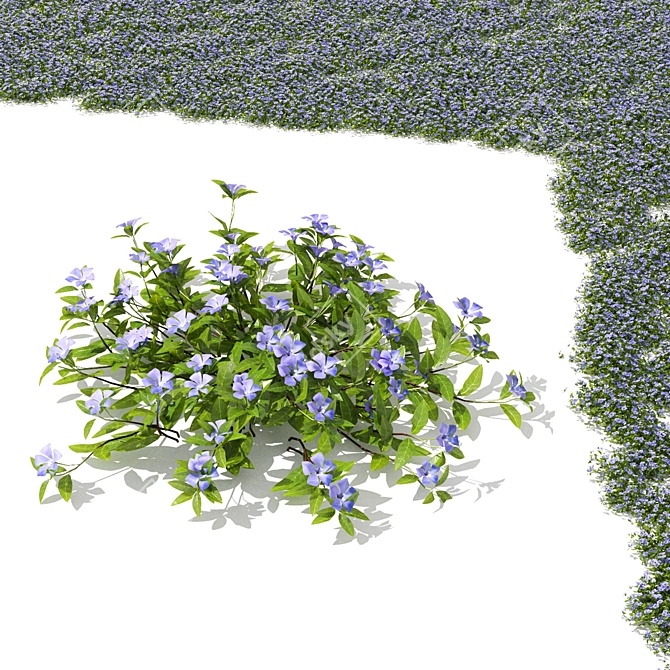 Compact Periwinkle Bushes | Vinca Minor 3D model image 3