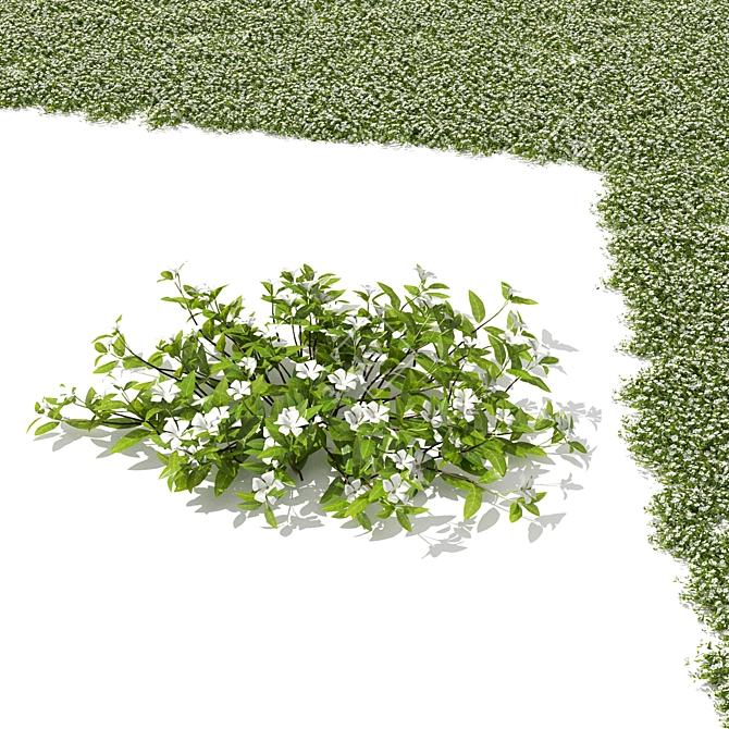 Compact Periwinkle Bushes | Vinca Minor 3D model image 4