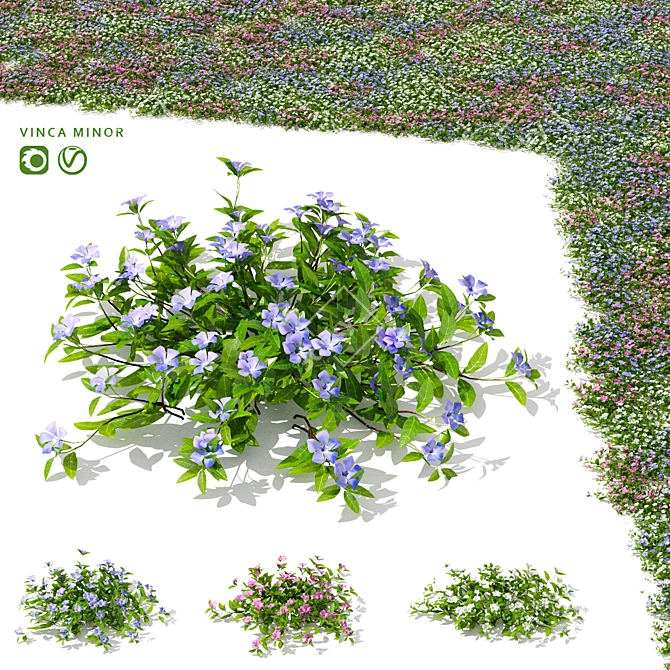 Compact Periwinkle Bushes | Vinca Minor 3D model image 6