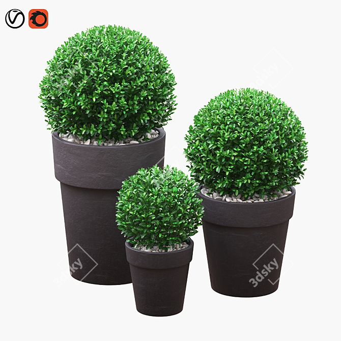 Three Round Boxwood Bushes in Ceramic Pots. 3D model image 1