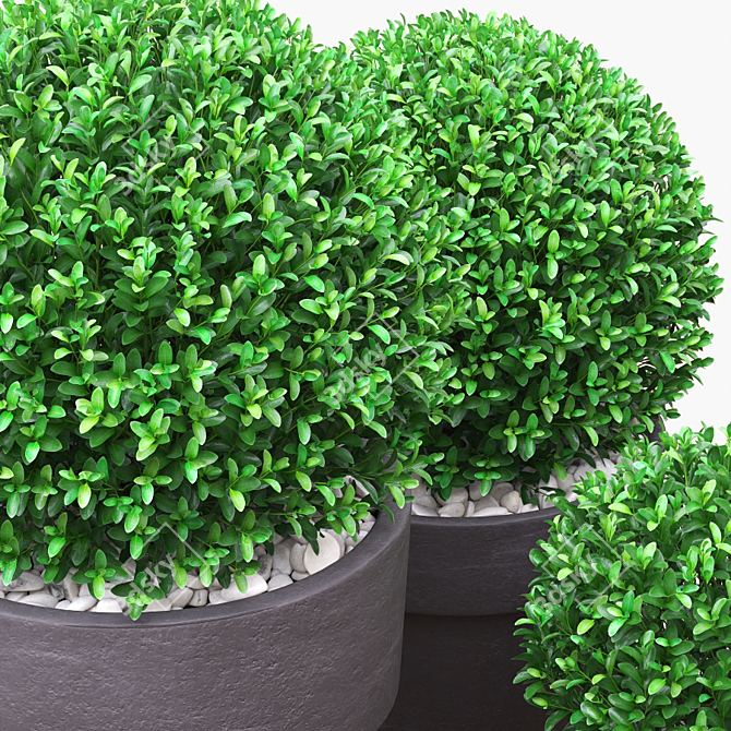 Three Round Boxwood Bushes in Ceramic Pots. 3D model image 3