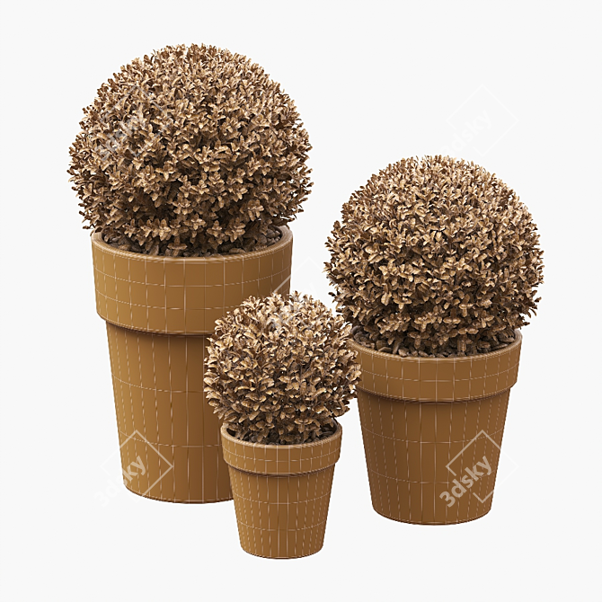 Three Round Boxwood Bushes in Ceramic Pots. 3D model image 4