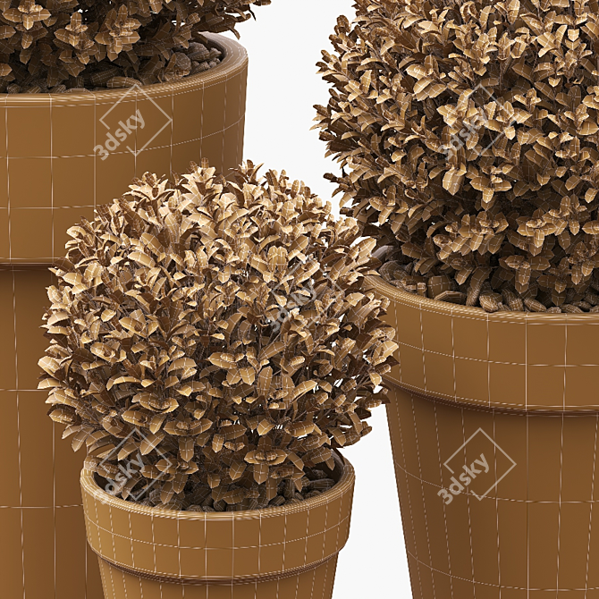 Three Round Boxwood Bushes in Ceramic Pots. 3D model image 5