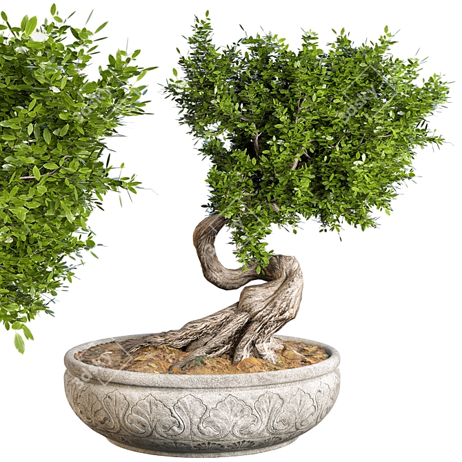 Elegant Bonsai Plant: 140cm Diameter, 210cm Height 3D model image 1