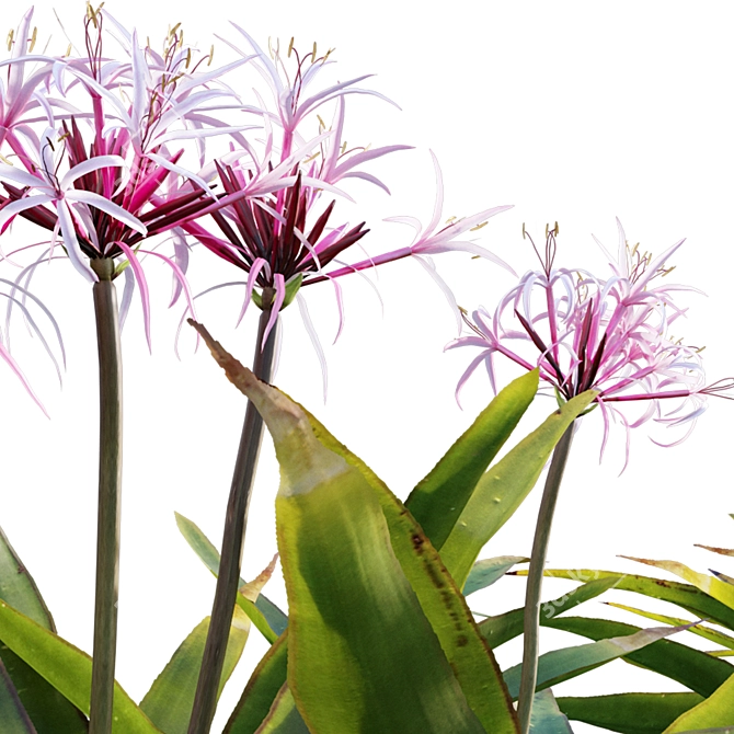 Crinum asiaticum Poison Bulb 3D Model 3D model image 2