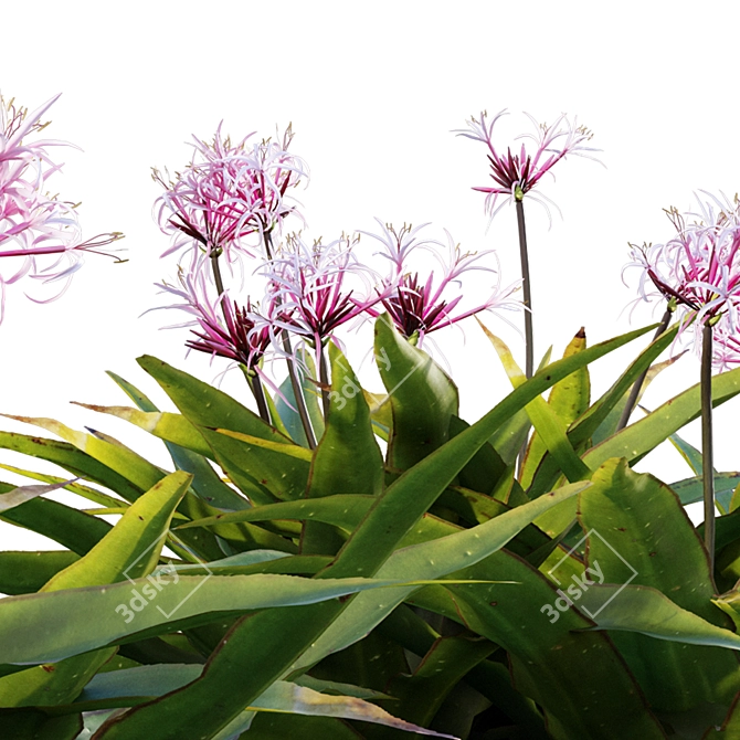 Crinum asiaticum Poison Bulb 3D Model 3D model image 3