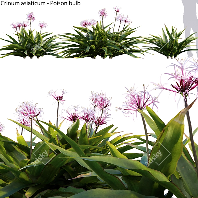 Crinum Asiaticum Poison Bulb 3D model image 1