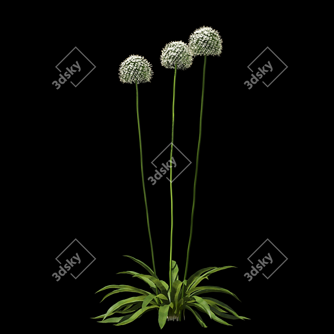 Elegant Allium "Mont Blanc" Bow 3D model image 5