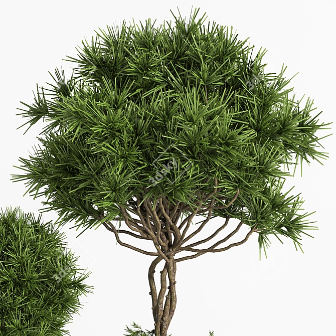 Indoor/Outdoor Decor Accent: Outdoor Plants Tree 04 3D model image 4