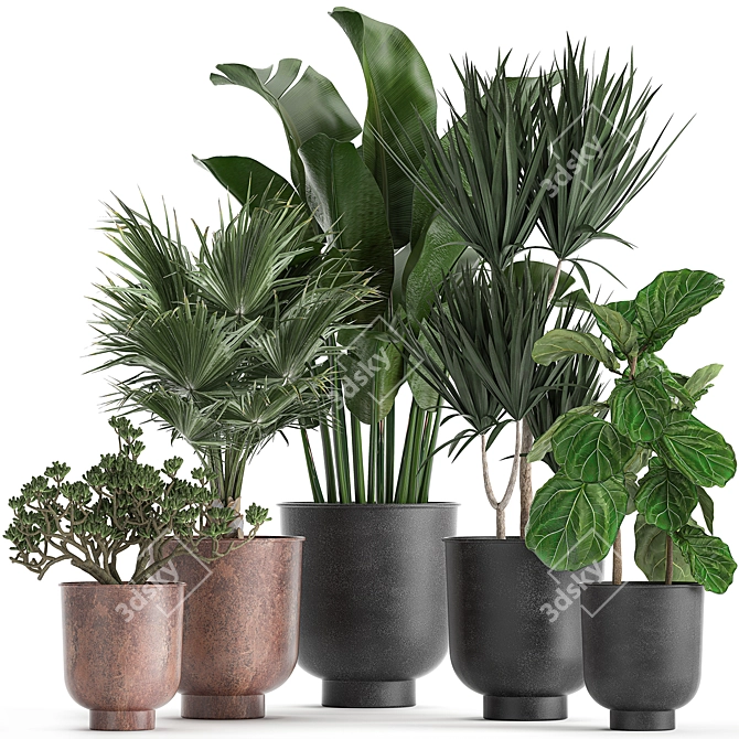 Exotic Plant Collection in Black Pots 3D model image 1