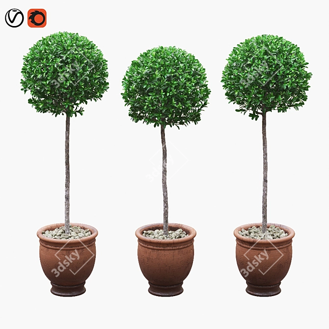 Round Boxwood Bushes on Stem - Set of 3 3D model image 1