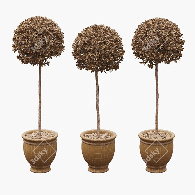 Round Boxwood Bushes on Stem - Set of 3 3D model image 4