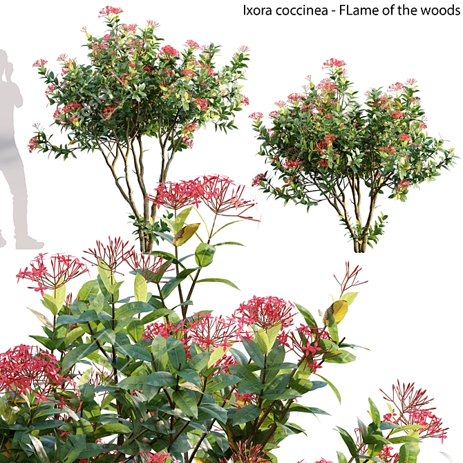 Flame Woods Ixora 3D Models 3D model image 1