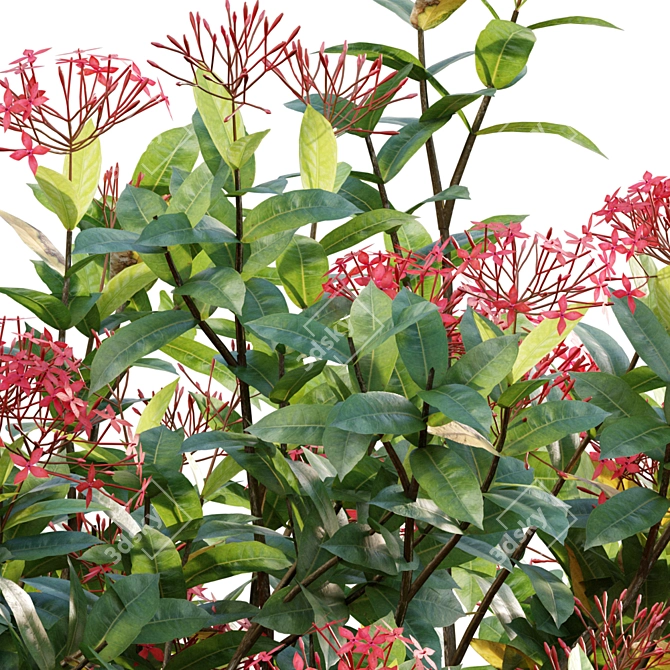 Flame Woods Ixora 3D Models 3D model image 2