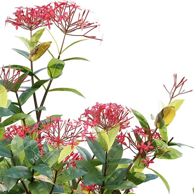 Flame Woods Ixora 3D Models 3D model image 3