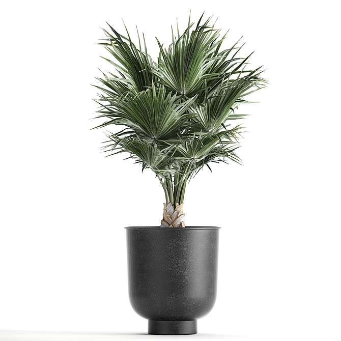 Tropical Palm Collection in Black Pots 3D model image 1