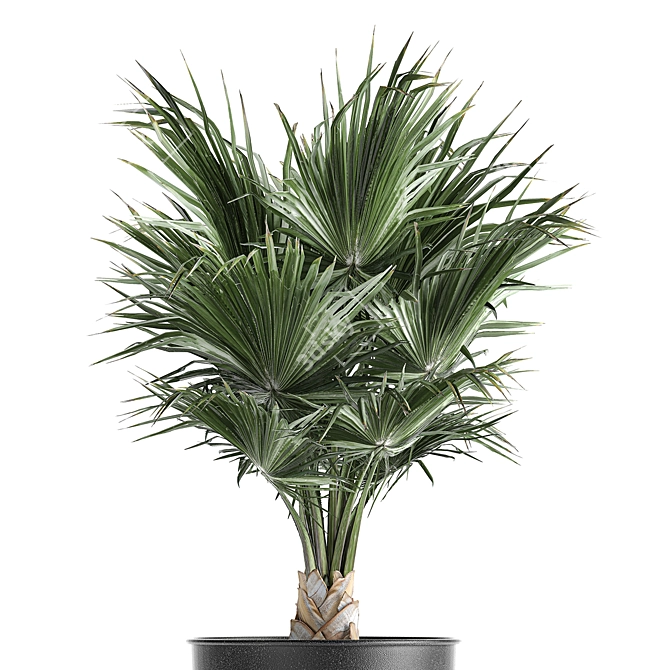 Tropical Palm Collection in Black Pots 3D model image 2